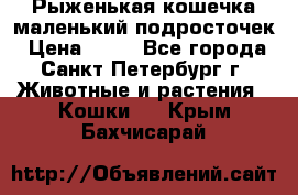 Рыженькая кошечка маленький подросточек › Цена ­ 10 - Все города, Санкт-Петербург г. Животные и растения » Кошки   . Крым,Бахчисарай